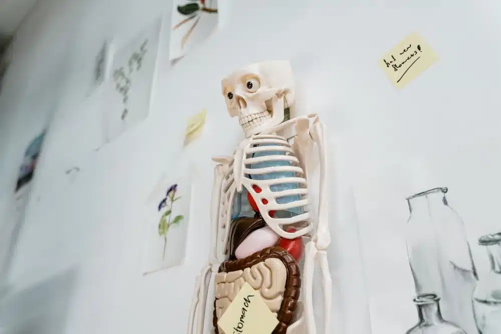 Anatomical spine model showing nerve roots relevant to selective nerve root block procedure